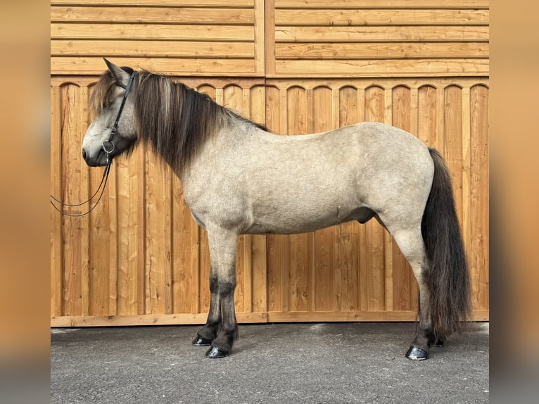 Islandpferd Wallach 7 Jahre 138 cm Buckskin in Mining