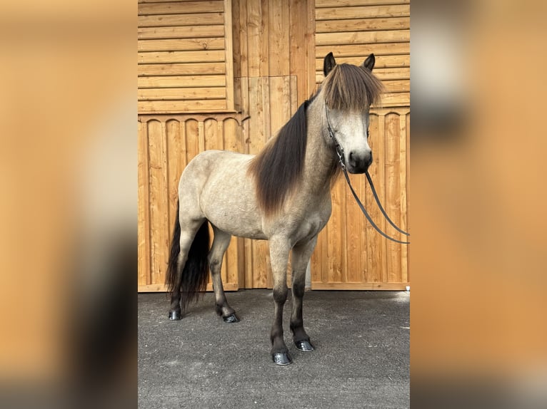 Islandpferd Wallach 7 Jahre 138 cm Buckskin in Mining
