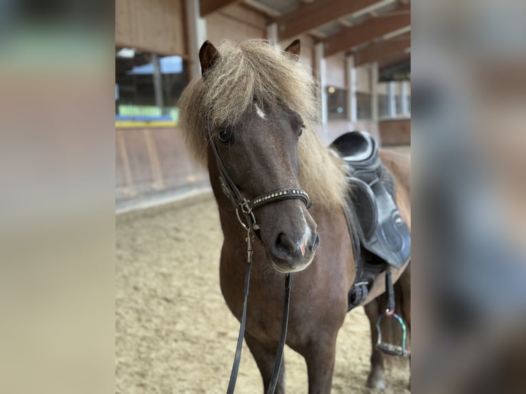 Islandpferd Wallach 7 Jahre 138 cm Dunkelfuchs in Lochen am See