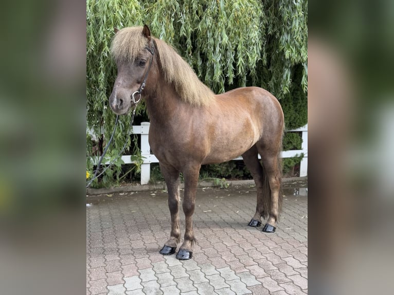 Islandpferd Wallach 7 Jahre 138 cm Dunkelfuchs in Lochen am See