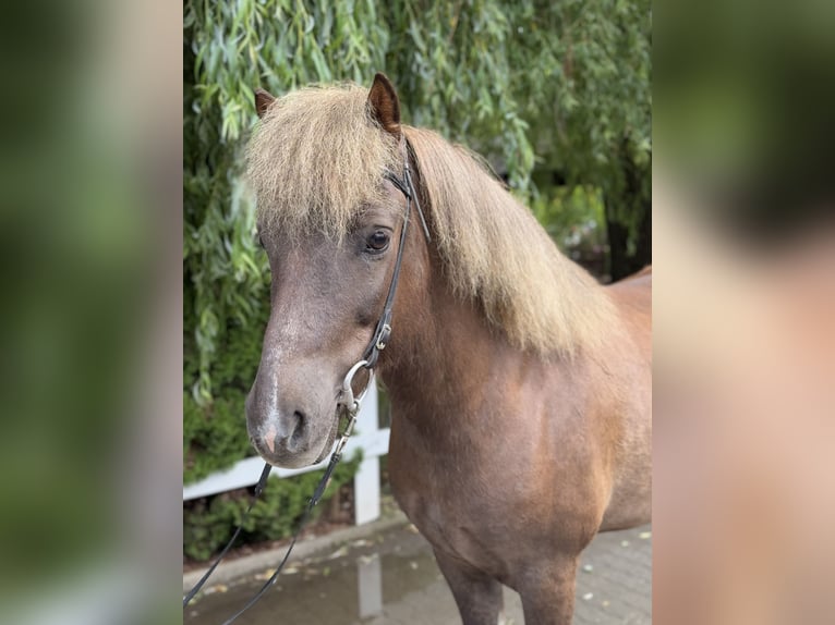 Islandpferd Wallach 7 Jahre 138 cm Dunkelfuchs in Lochen am See