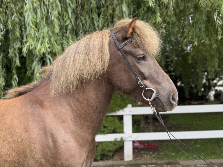 Islandpferd Wallach 7 Jahre 138 cm Dunkelfuchs in Lochen am See