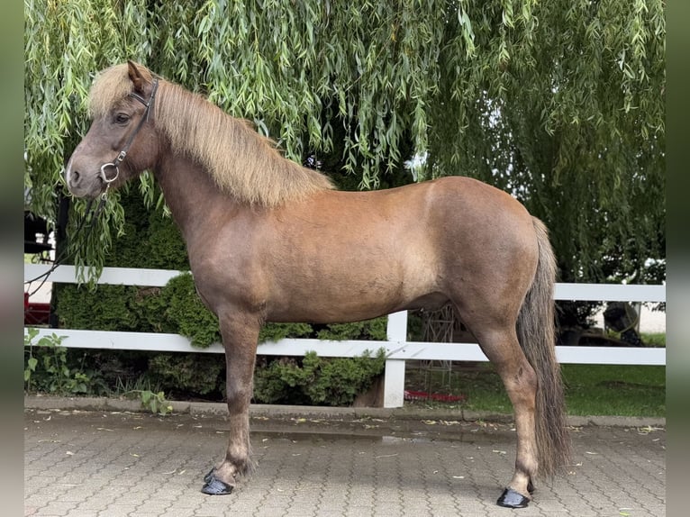 Islandpferd Wallach 7 Jahre 138 cm Dunkelfuchs in Lochen am See