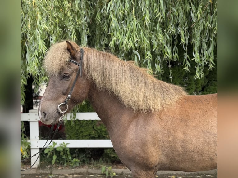 Islandpferd Wallach 7 Jahre 138 cm Dunkelfuchs in Lochen am See