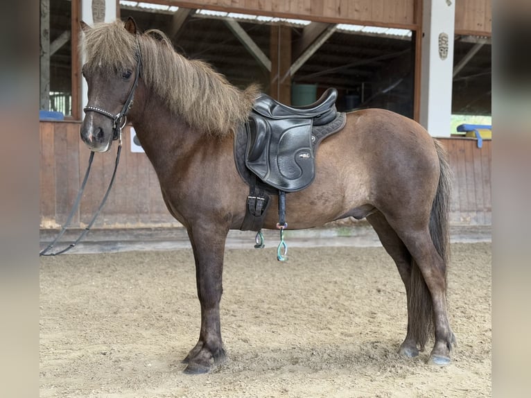 Islandpferd Wallach 7 Jahre 138 cm Dunkelfuchs in Lochen am See
