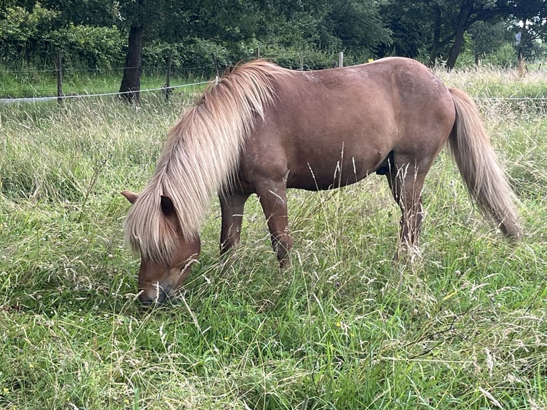 Islandpferd Wallach 7 Jahre 138 cm Fuchs in Königswinter