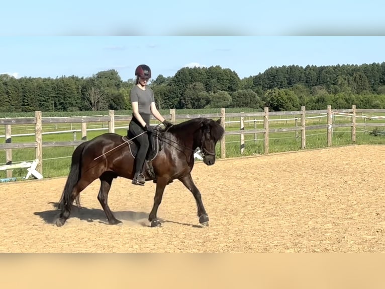 Islandpferd Wallach 7 Jahre 138 cm Rappe in Weil