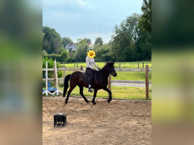 Islandpferd Wallach 7 Jahre 138 cm Rappe in Weil
