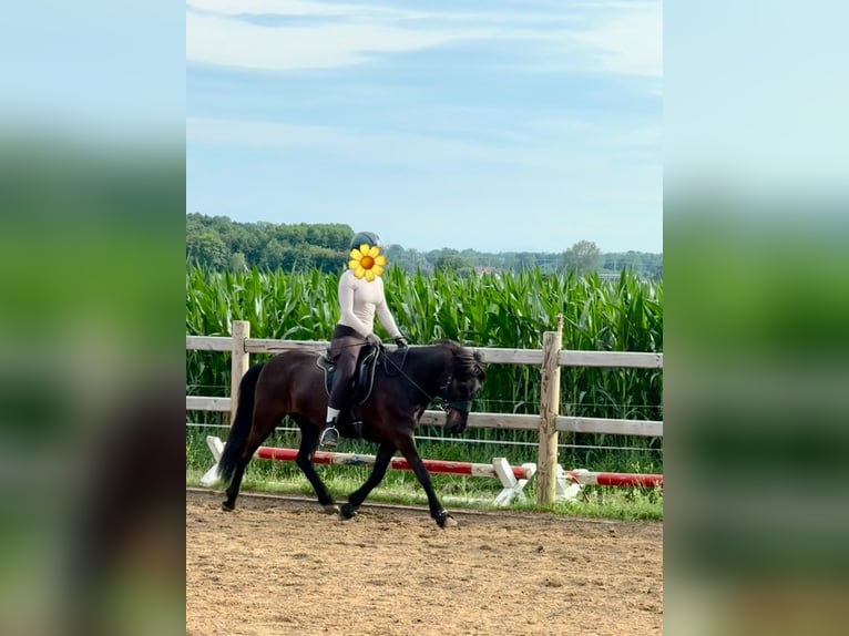Islandpferd Wallach 7 Jahre 138 cm Rappe in Weil
