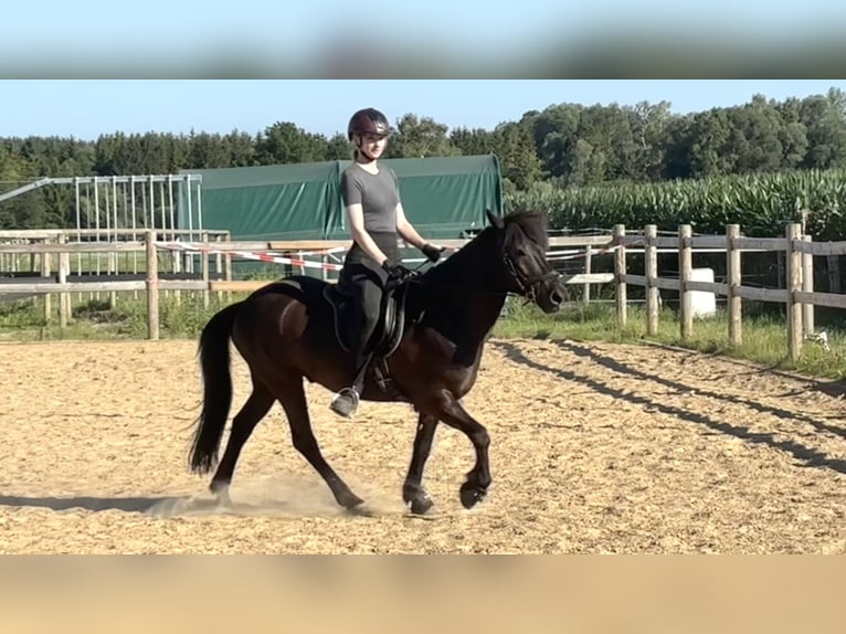 Islandpferd Wallach 7 Jahre 138 cm Rappe in Weil