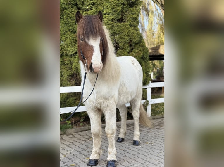 Islandpferd Wallach 7 Jahre 138 cm Schecke in Lochen am See