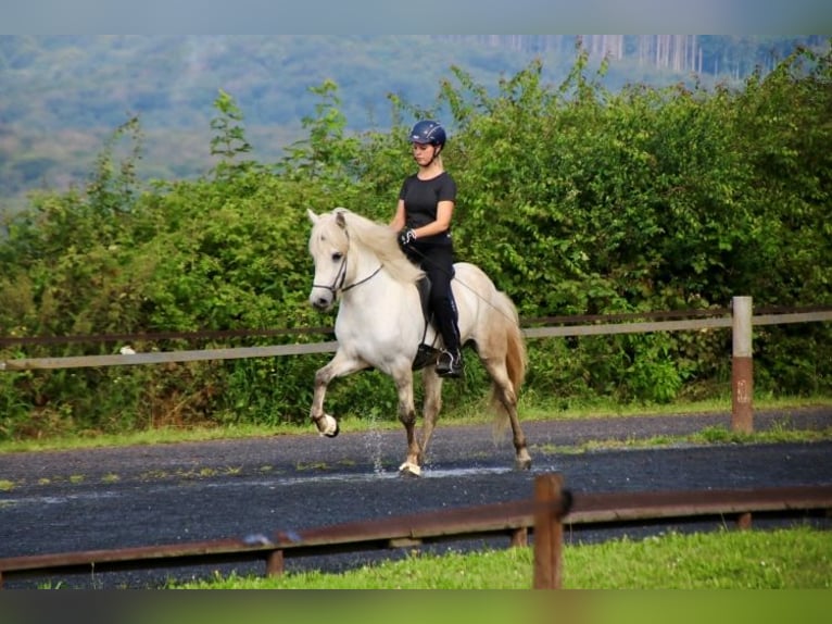 Islandpferd Wallach 7 Jahre 138 cm Schimmel in Bad Honnef