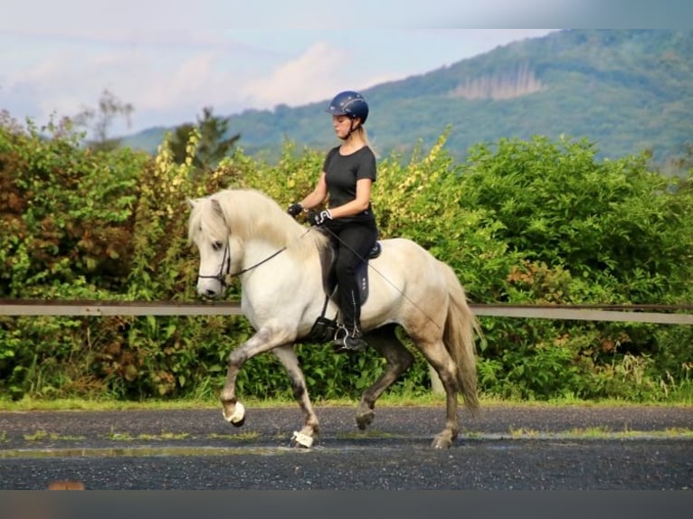 Islandpferd Wallach 7 Jahre 138 cm Schimmel in Bad Honnef