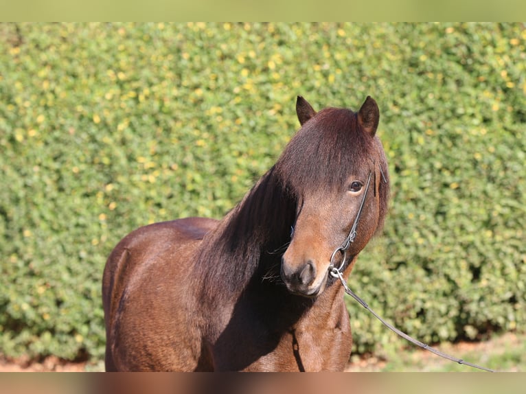 Islandpferd Wallach 7 Jahre 139 cm Brauner in Dohm-Lammersdorf
