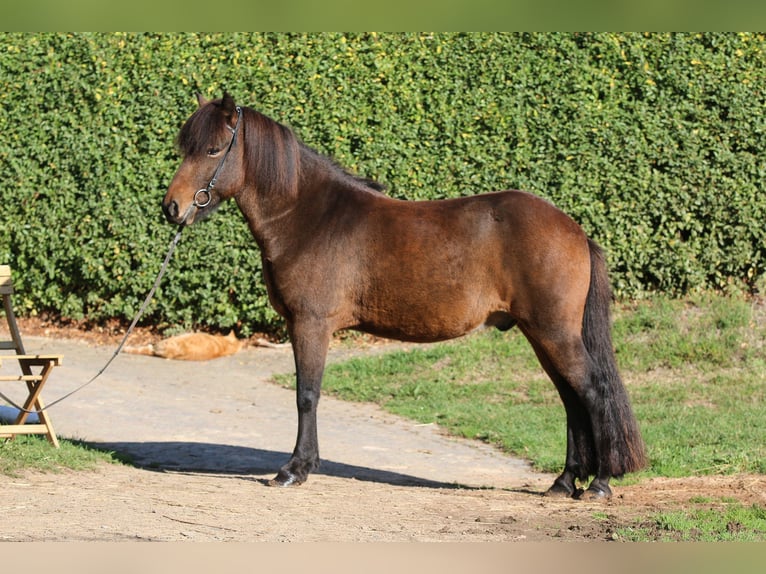 Islandpferd Wallach 7 Jahre 139 cm Brauner in Dohm-Lammersdorf