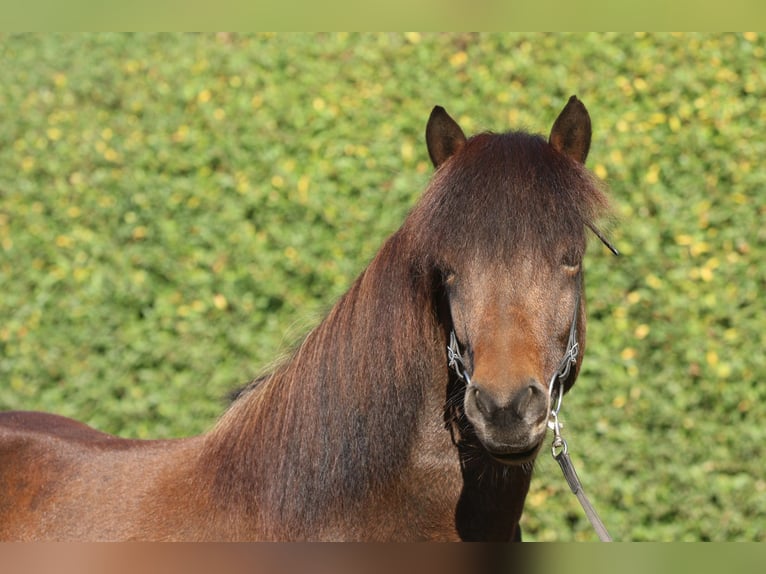 Islandpferd Wallach 7 Jahre 139 cm Brauner in Dohm-Lammersdorf