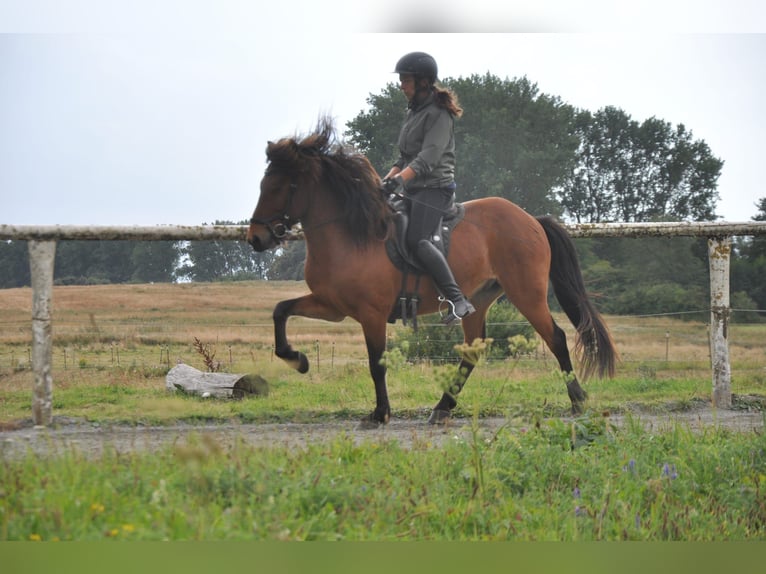 Islandpferd Wallach 7 Jahre 139 cm Brauner in Viersdorf