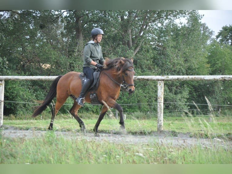 Islandpferd Wallach 7 Jahre 139 cm Brauner in Viersdorf