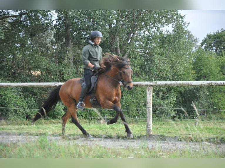 Islandpferd Wallach 7 Jahre 139 cm Brauner in Viersdorf