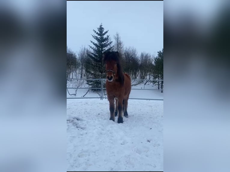 Islandpferd Wallach 7 Jahre 140 cm Brauner in Selfossi