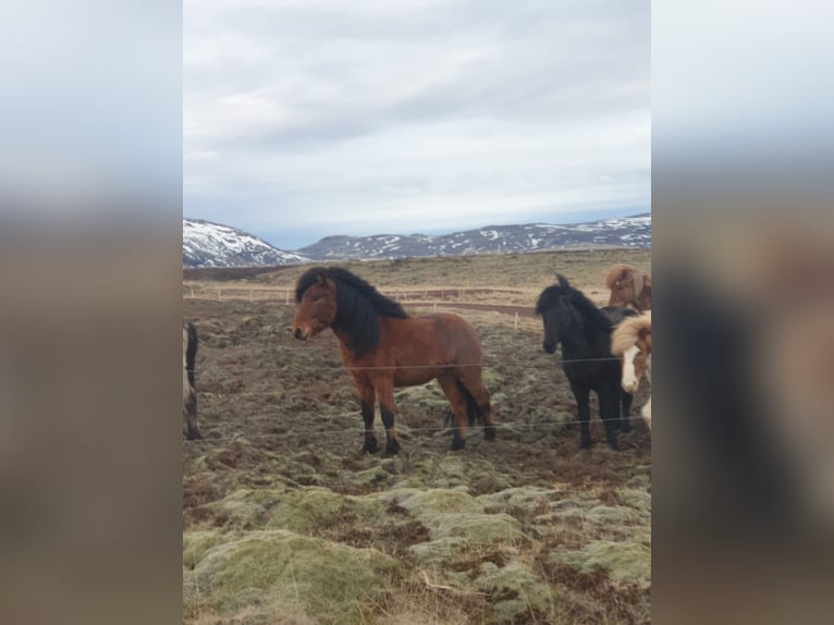 Islandpferd Wallach 7 Jahre 140 cm Brauner in Selfossi