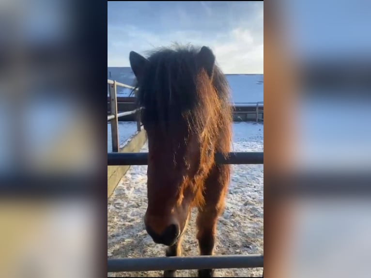 Islandpferd Wallach 7 Jahre 140 cm Brauner in Selfossi