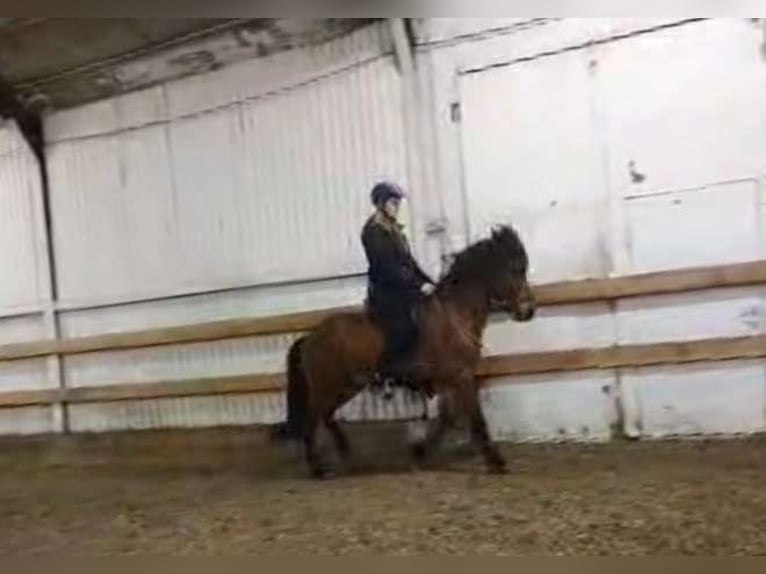 Islandpferd Wallach 7 Jahre 140 cm Brauner in Selfossi