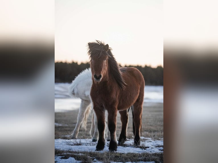 Islandpferd Wallach 7 Jahre 140 cm Brauner in Selfossi