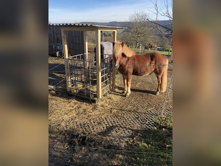 Islandpferd Wallach 7 Jahre 140 cm Fuchs in Aichwald