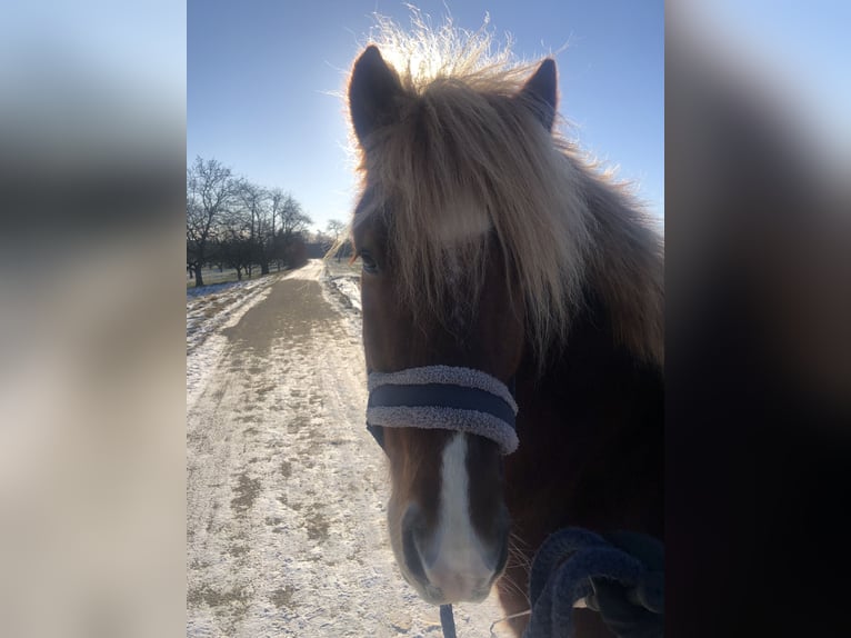 Islandpferd Wallach 7 Jahre 140 cm Fuchs in Aichwald