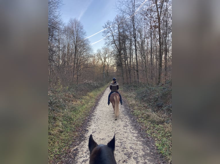 Islandpferd Wallach 7 Jahre 140 cm Fuchs in Aichwald