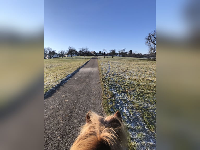 Islandpferd Wallach 7 Jahre 140 cm Fuchs in Aichwald
