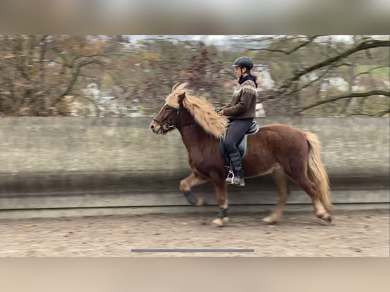 Islandpferd Wallach 7 Jahre 140 cm Fuchs in Aichwald