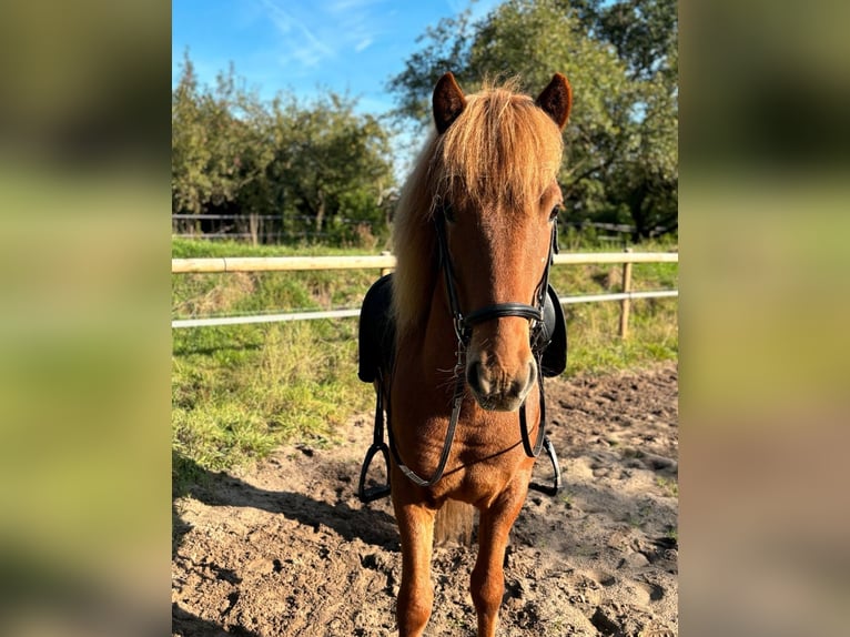 Islandpferd Wallach 7 Jahre 140 cm Fuchs in Martfeld
