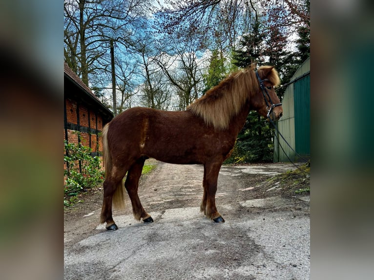 Islandpferd Wallach 7 Jahre 140 cm Fuchs in Martfeld
