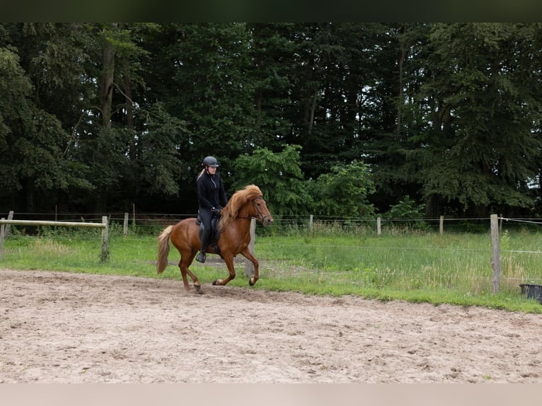 Islandpferd Wallach 7 Jahre 140 cm Fuchs in Schwarme