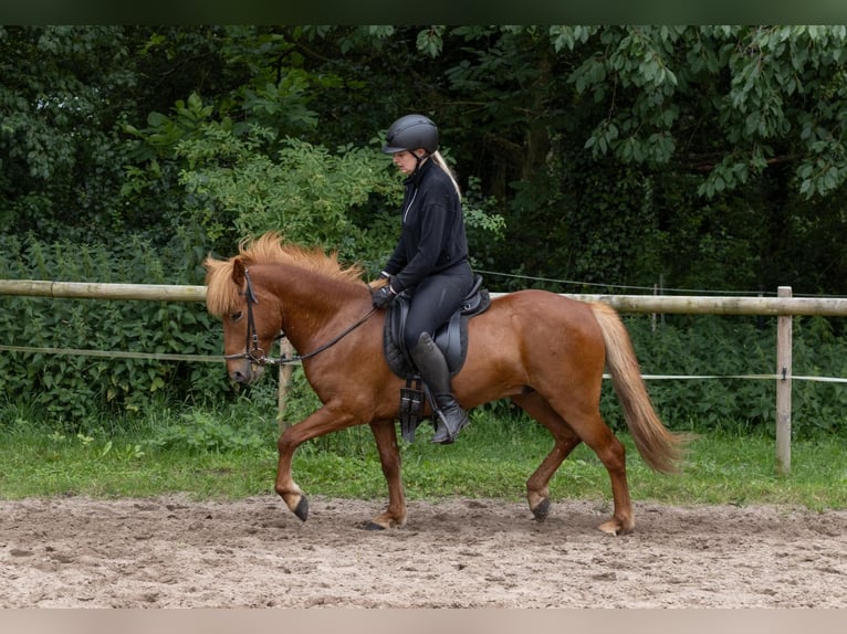 Islandpferd Wallach 7 Jahre 140 cm Fuchs in Schwarme