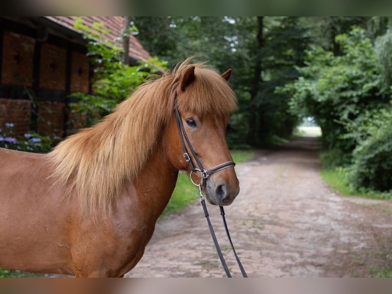 Islandpferd Wallach 7 Jahre 140 cm Fuchs in Schwarme