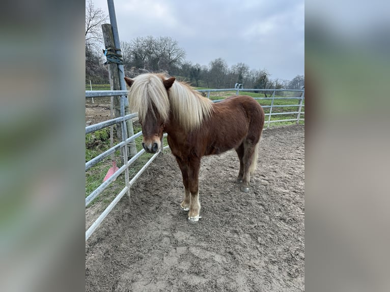 Islandpferd Wallach 7 Jahre 140 cm Fuchs in Bensheim