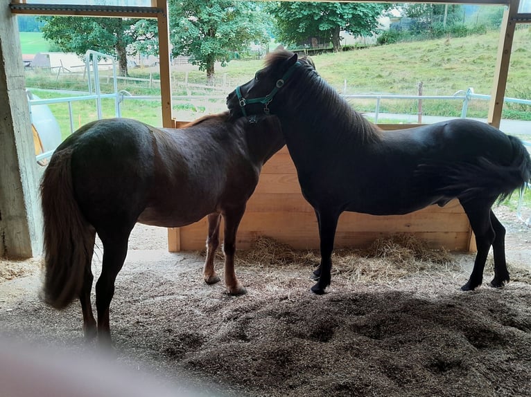 Islandpferd Wallach 7 Jahre 140 cm Rappe in Tramelan