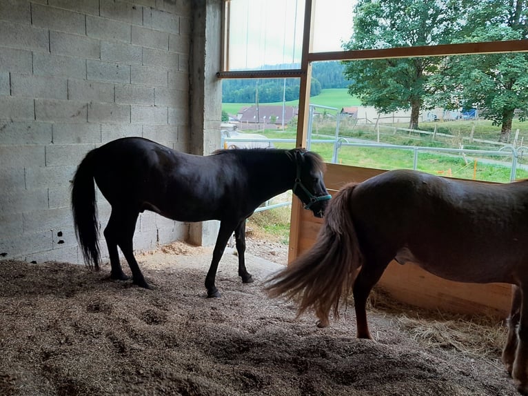 Islandpferd Wallach 7 Jahre 140 cm Rappe in Tramelan