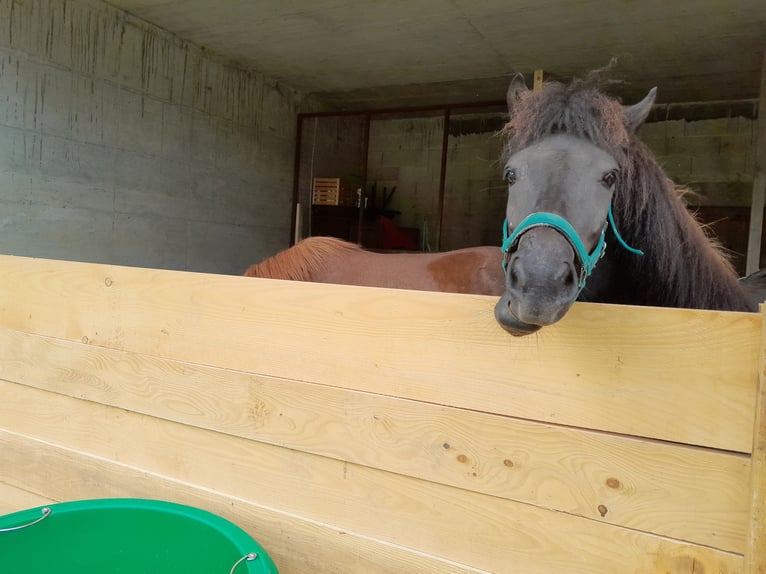 Islandpferd Wallach 7 Jahre 140 cm Rappe in Tramelan