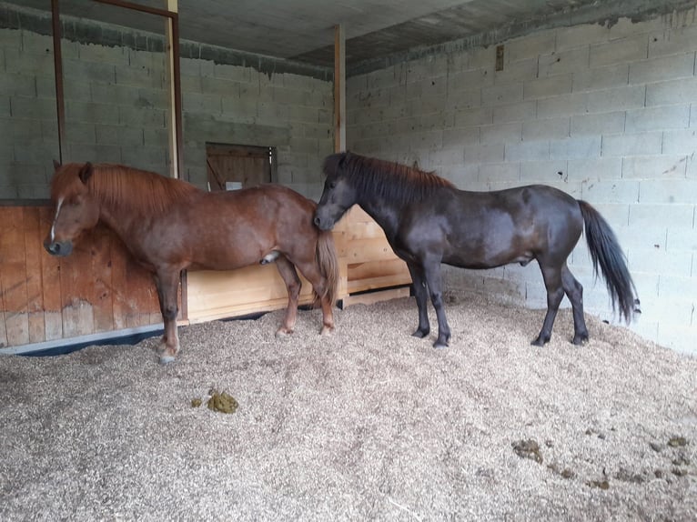 Islandpferd Wallach 7 Jahre 140 cm Rappe in Tramelan