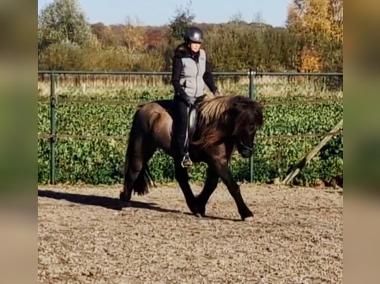 Islandpferd Wallach 7 Jahre 141 cm Falbe in Waldfeucht