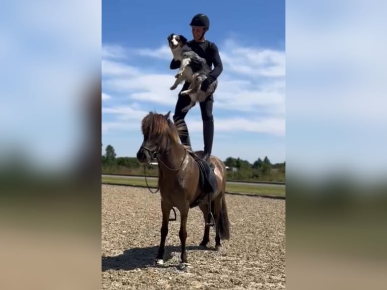 Islandpferd Wallach 7 Jahre 141 cm Falbe in Waldfeucht