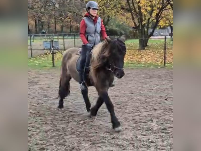 Islandpferd Wallach 7 Jahre 141 cm Falbe in Waldfeucht