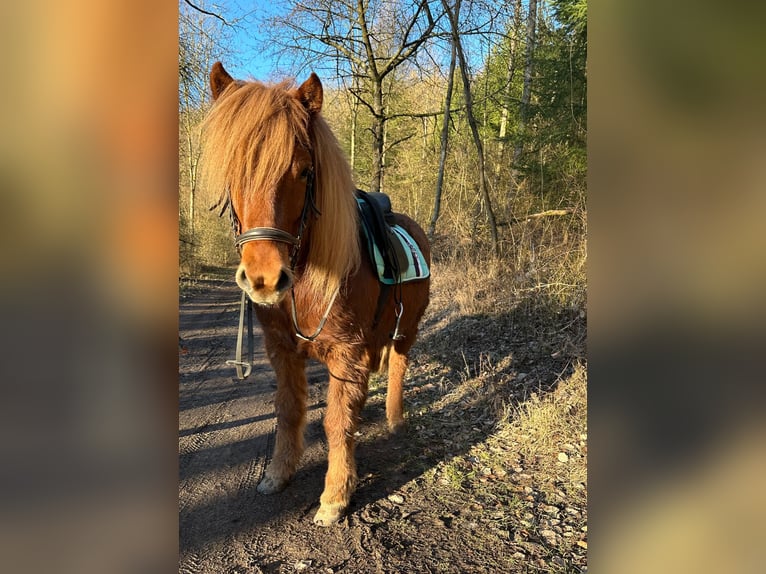 Islandpferd Wallach 7 Jahre 142 cm Fuchs in WanfriedWanfried