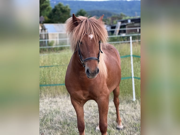 Islandpferd Wallach 7 Jahre 142 cm Fuchs in WanfriedWanfried