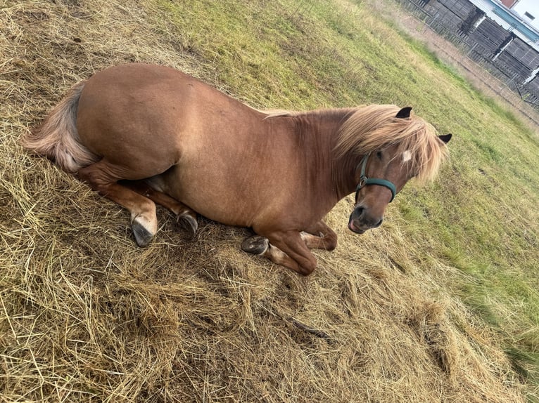 Islandpferd Wallach 7 Jahre 142 cm Fuchs in WanfriedWanfried