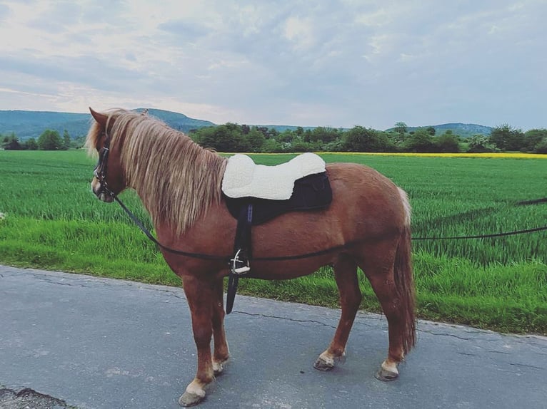 Islandpferd Wallach 7 Jahre 142 cm Fuchs in WanfriedWanfried